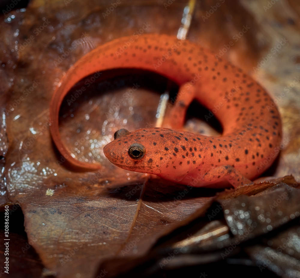 Fototapeta premium Mud Salamander (Pseudotriton montanus)