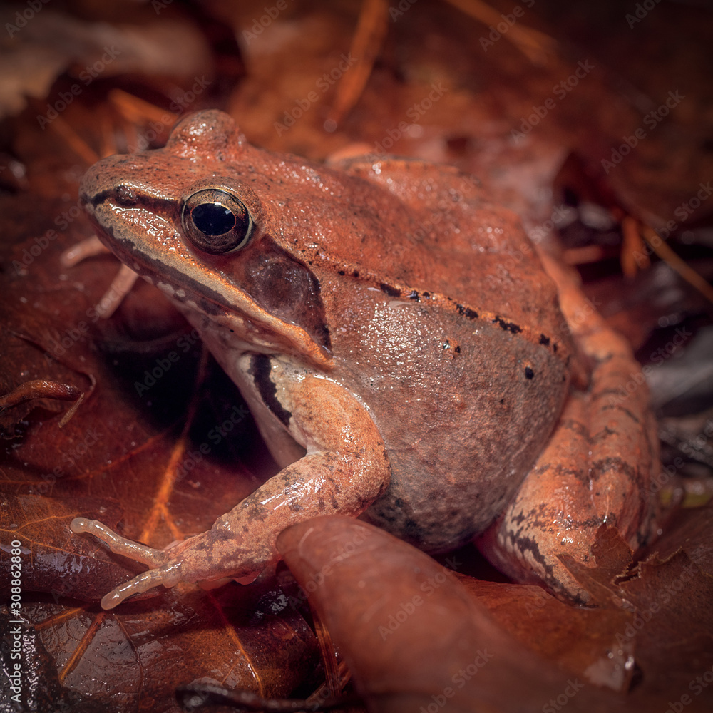 Obraz premium Wood Frog (Lithobates sylvaticus)