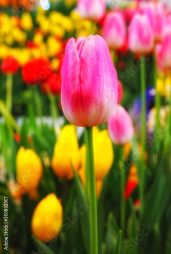 Blurred and soft of colorful background with vivid color of tulip flower in garden.