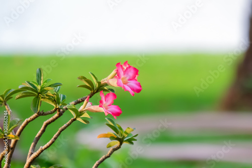 Fresh pink adenium flower in the garden with blurred background.