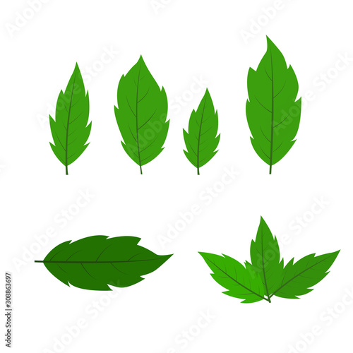 set of green leaves isolated on white background.