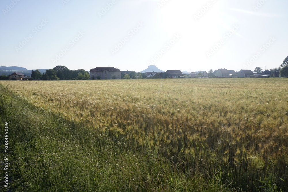 View over a field and the village of Rathmannsdorf to the Zirkelstein mountain