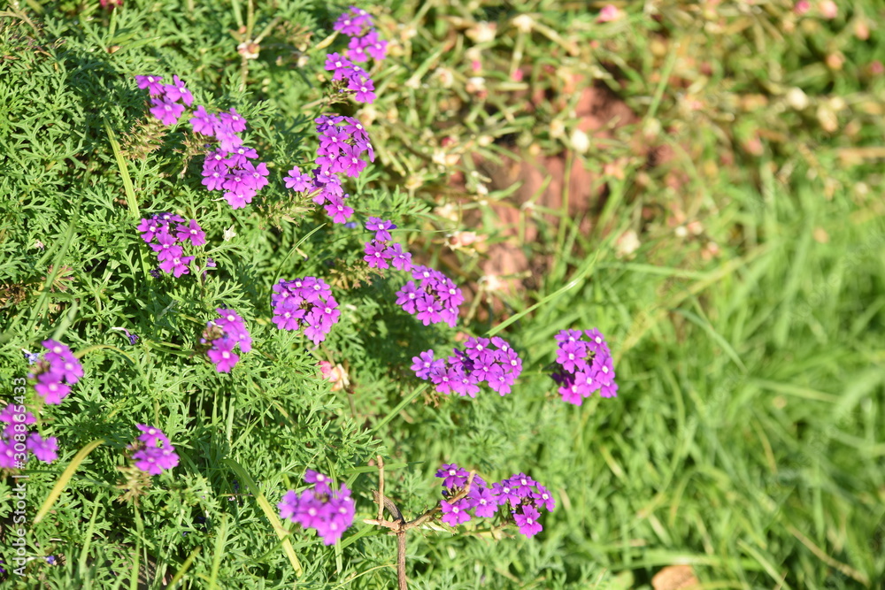 Fototapeta premium ชื่อ Colorful flower bed in a park 