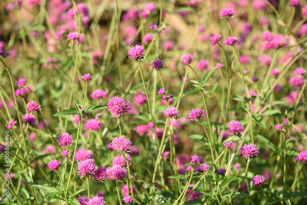 Colorful flowers in the garden.flower blooming.Beautiful flowers in the garden. Colorful flowers in the garden.flower blooming.Beautiful flowers in the garden.