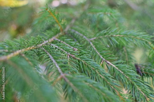 Conifer Leaves in Autumn