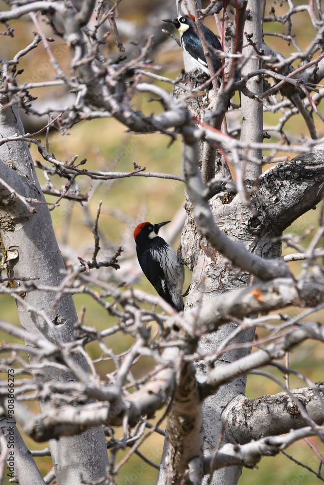 Naklejka premium a woodpecker on an apple tree