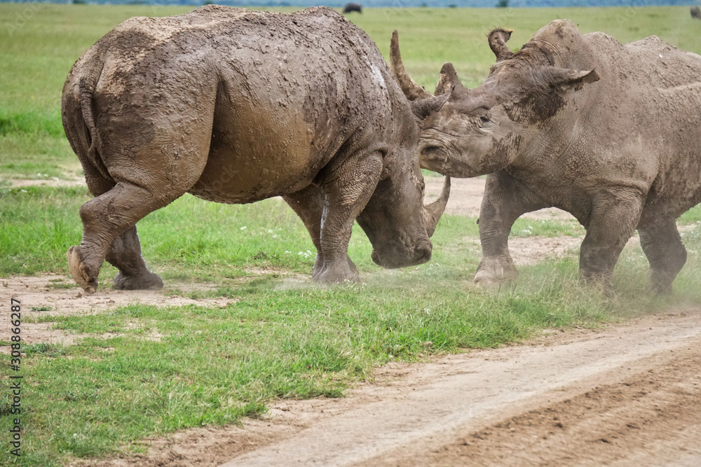 Naklejka premium rhinoceros in the wild