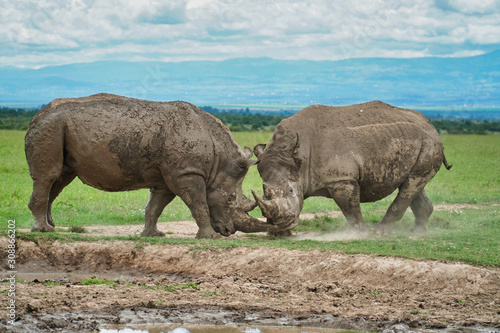 Rhinos in the wild © Delvin