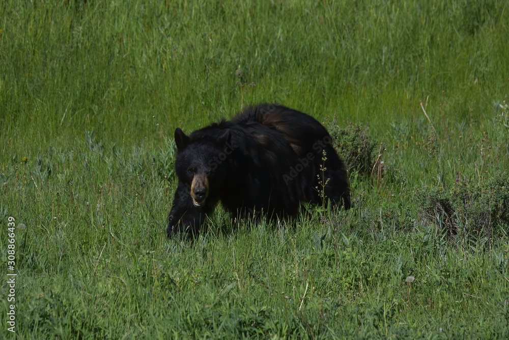 Fototapeta premium black bear on the move