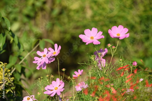 sunlight and cosmos flower on field with vintage toned. 