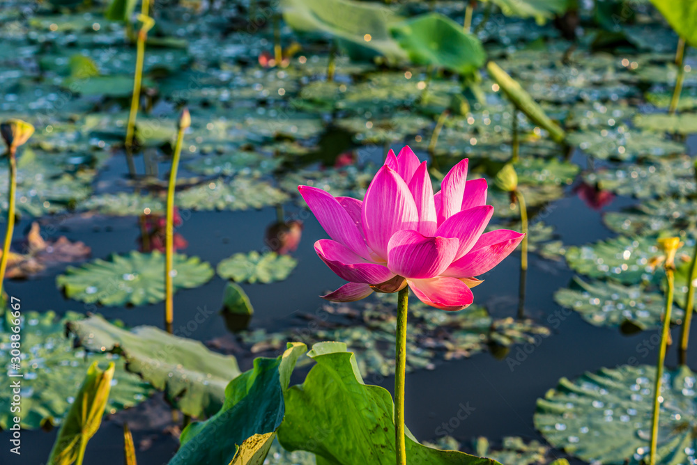 Stunning pink lotus lily pad blooming on water pond Stunning pink lotus lily pad blooming on water pond