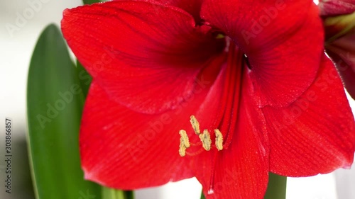 Large red Amaryllis (Hipperastrum) flower with long stamens, macro shot photo