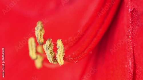 Red Amaryllis (Hipperastrum) flower with long stamens, extreme macro shot photo