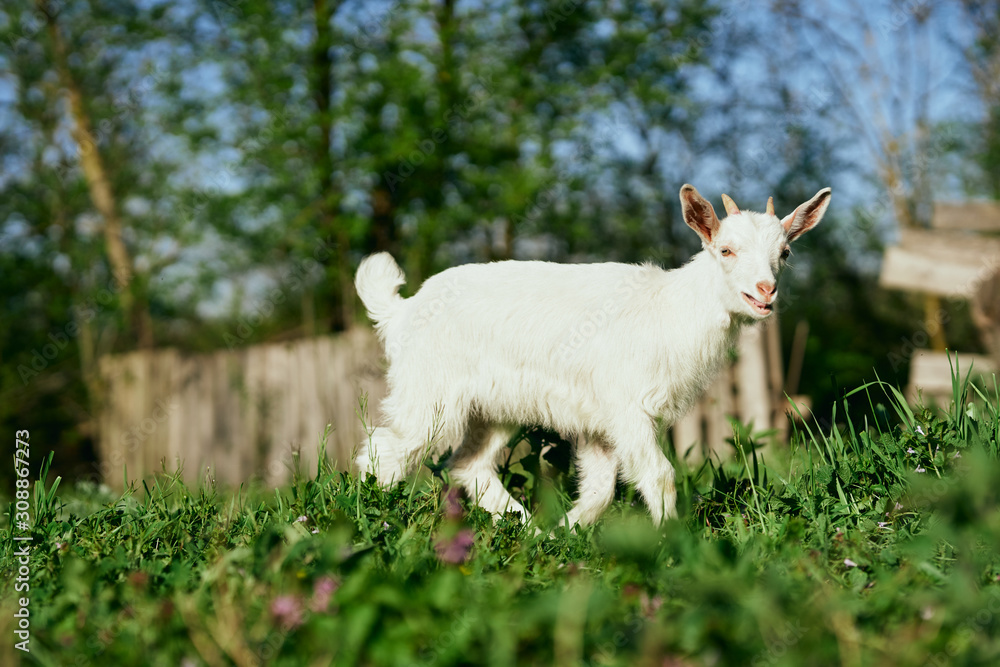 Obraz premium goat on a meadow