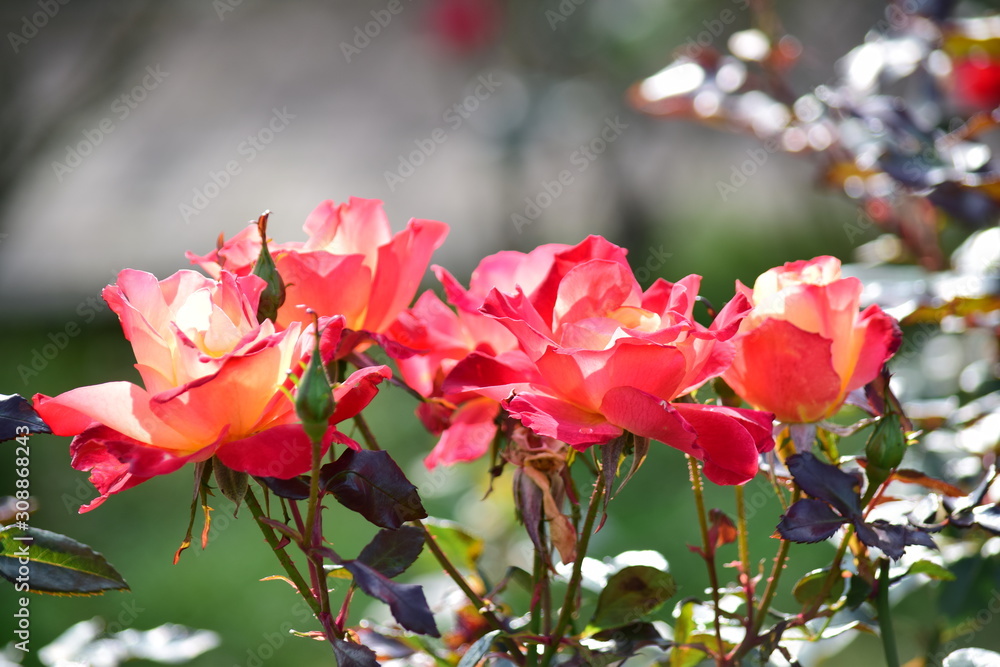薔薇 薔薇