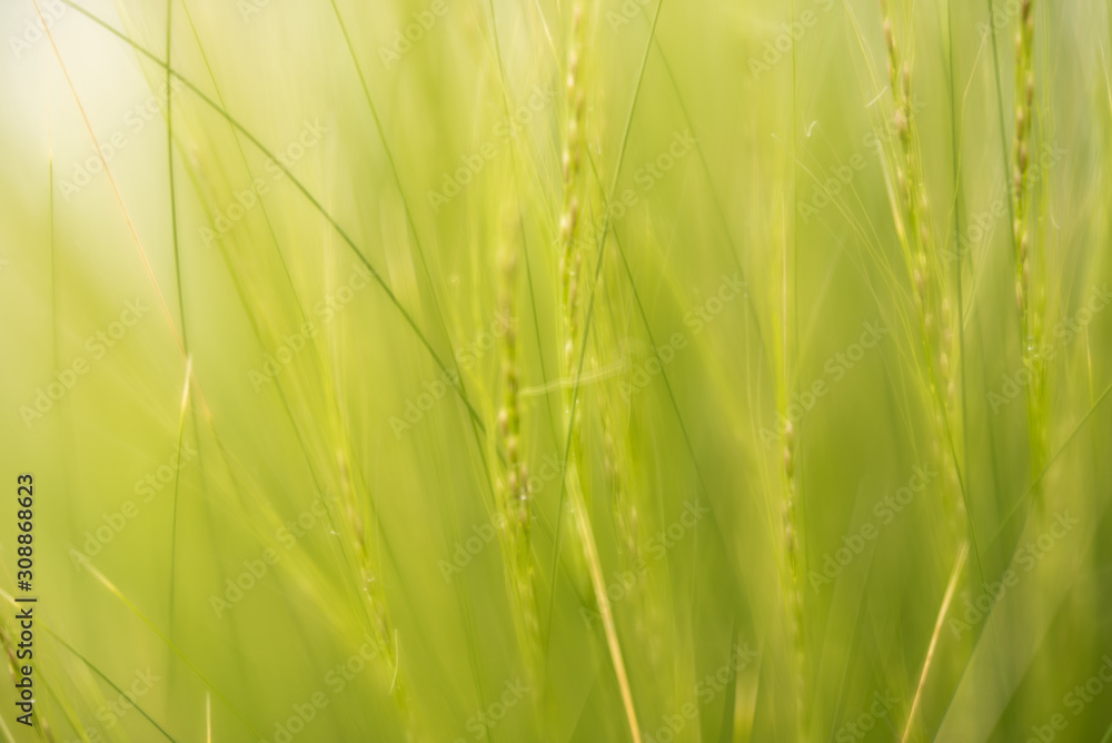 Naklejka premium grass green macro