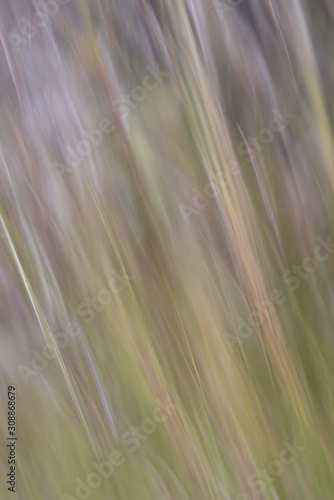 abstract grass