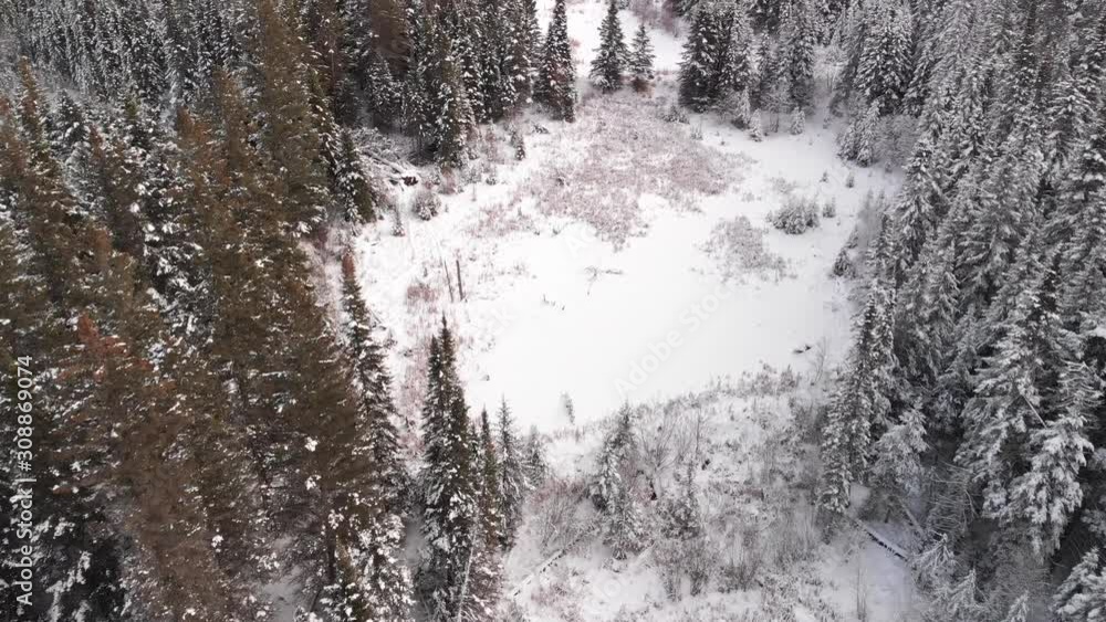 Drone flying close to the treetops and looking down into winter scene of deciduous and evergreen tress in a boreal forest and several frozen beaver ponds.