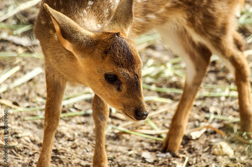 deer in the forest
