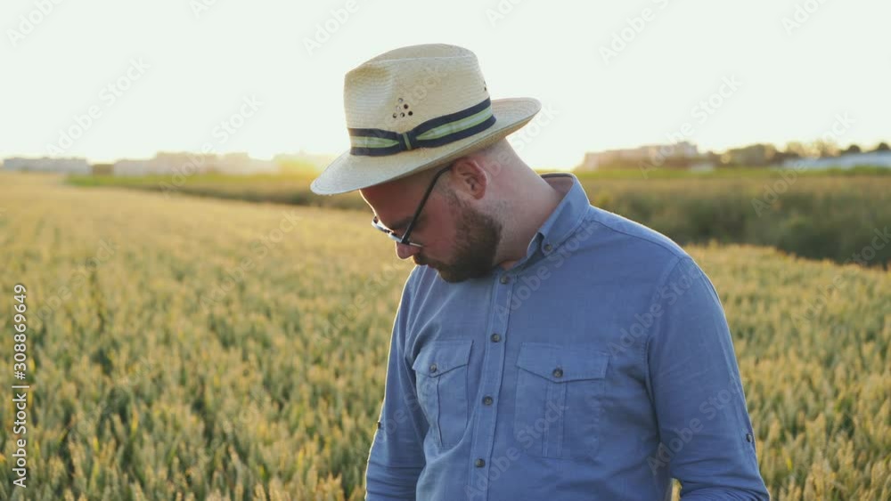 Young farmer checking wheat harvest on field using tablet in evening Young farmer checking wheat harvest on field using tablet in evening