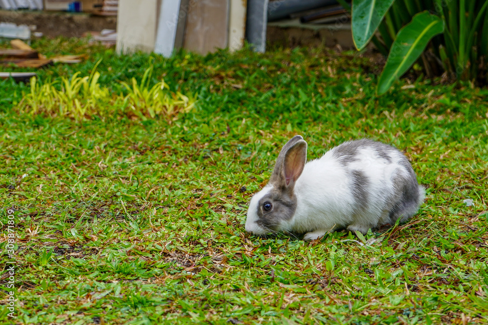Beautiful and super cute rabbit bunny Beautiful and super cute rabbit bunny