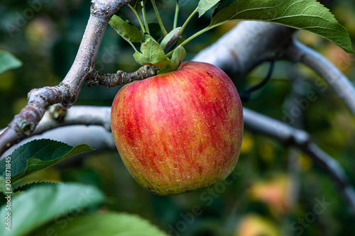 Photography apple tree