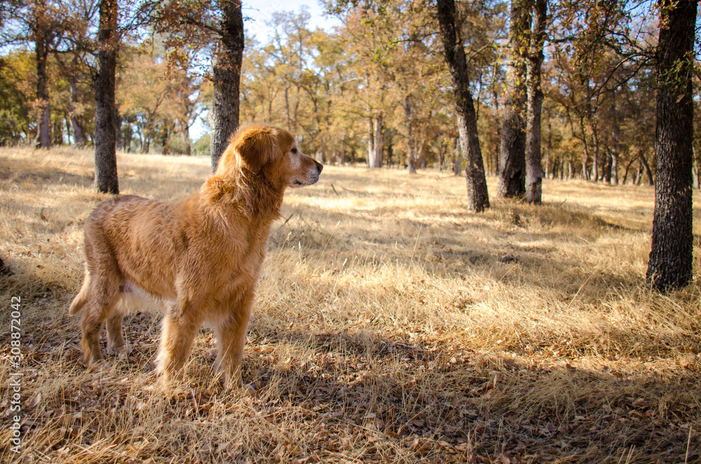 Golden retriever dog alert in an autumn forest . Golden retriever dog alert in an autumn forest .