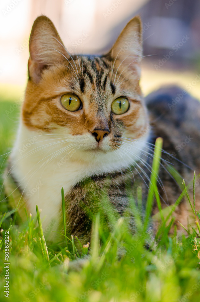 Tabby cat alert portrait grass .