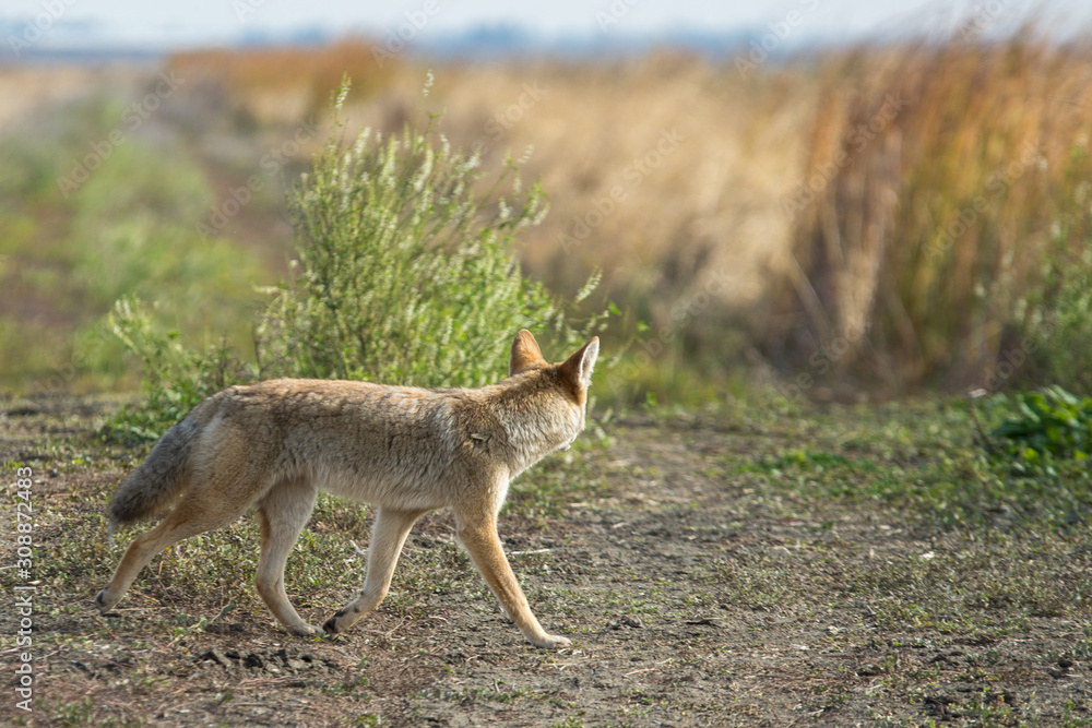 Coyote walking through tall grass . Coyote walking through tall grass .