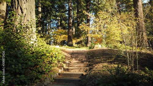 Autumn Trees and Plants at Hoyt Arboretum  Portland  Oregon