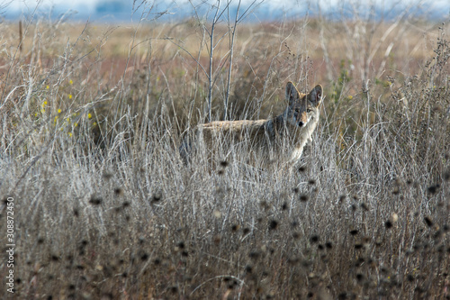 Obraz na plátne Coyote walking through tall grass .