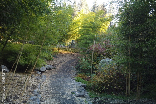 Autumn Trees and Plants at Hoyt Arboretum  Portland  Oregon