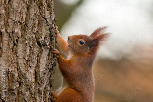 pretty red squirrel says hello in the forest