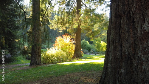 Autumn Trees and Plants at Hoyt Arboretum, Portland, Oregon