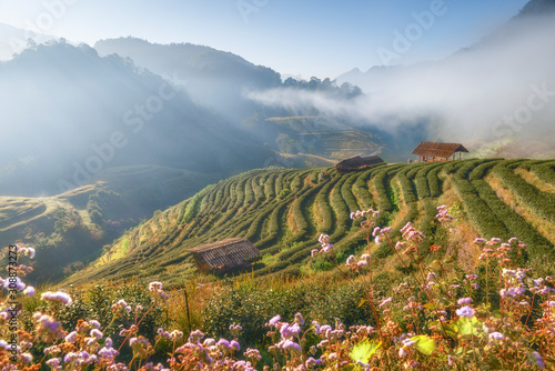 Scenic View of Tea Plantation Terrace with Morning Mist at Doi Angkhang Mountain in Winter, Fang District, Chiangmai, Thailand photo