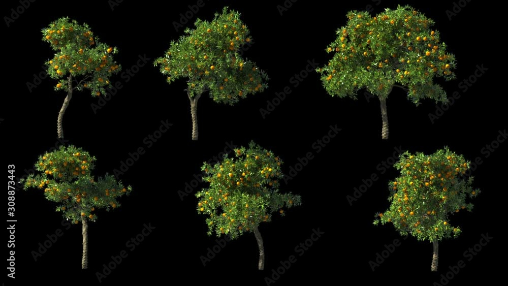 Orange tree with animation and alpha channel. A light breeze sways the foliage. Ready for compositing.