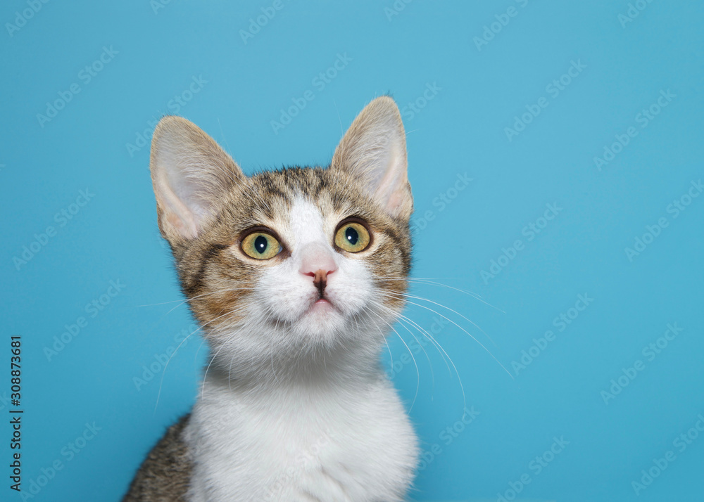 Portrait of a white and tan tabby kitten looking up and slightly to viewers right with wide eyed curiosity. Blue background with copy space. Portrait of a white and tan tabby kitten looking up and slightly to viewers right with wide eyed curiosity. Blue background with copy space.