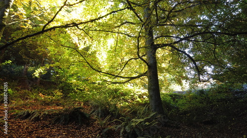 Fototapeta Naklejka Na Ścianę i Meble -  Autumn Trees and Plants at Hoyt Arboretum, Portland, Oregon