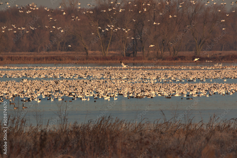 Snow Geese migration in the fall Snow Geese migration in the fall