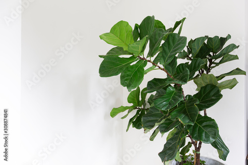 Fiddle leaf fig tree on white background.	 photo