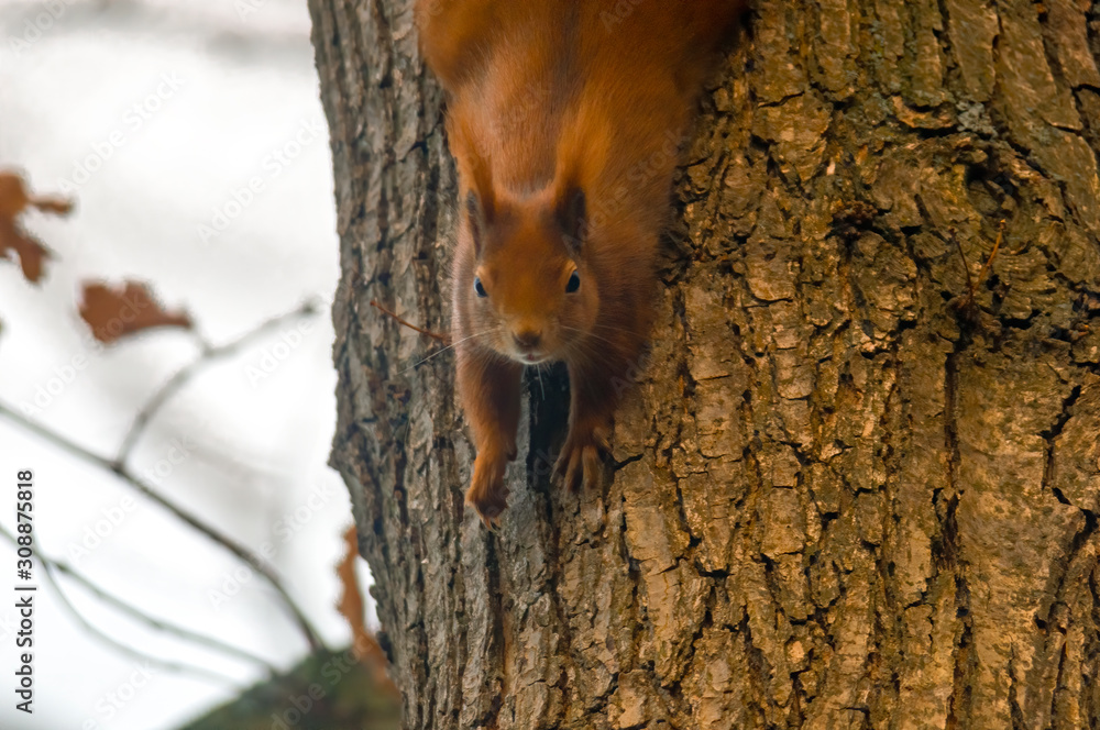 pretty red squirrel says hello in the forest pretty red squirrel says hello in the forest