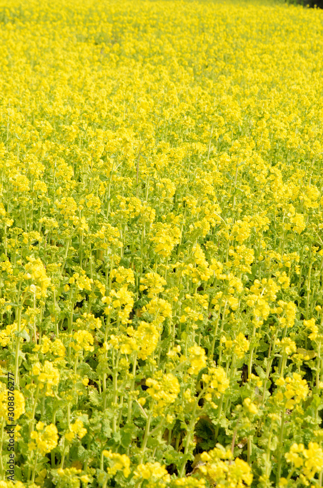 淡路島 花さじきの菜の花 淡路島 花さじきの菜の花
