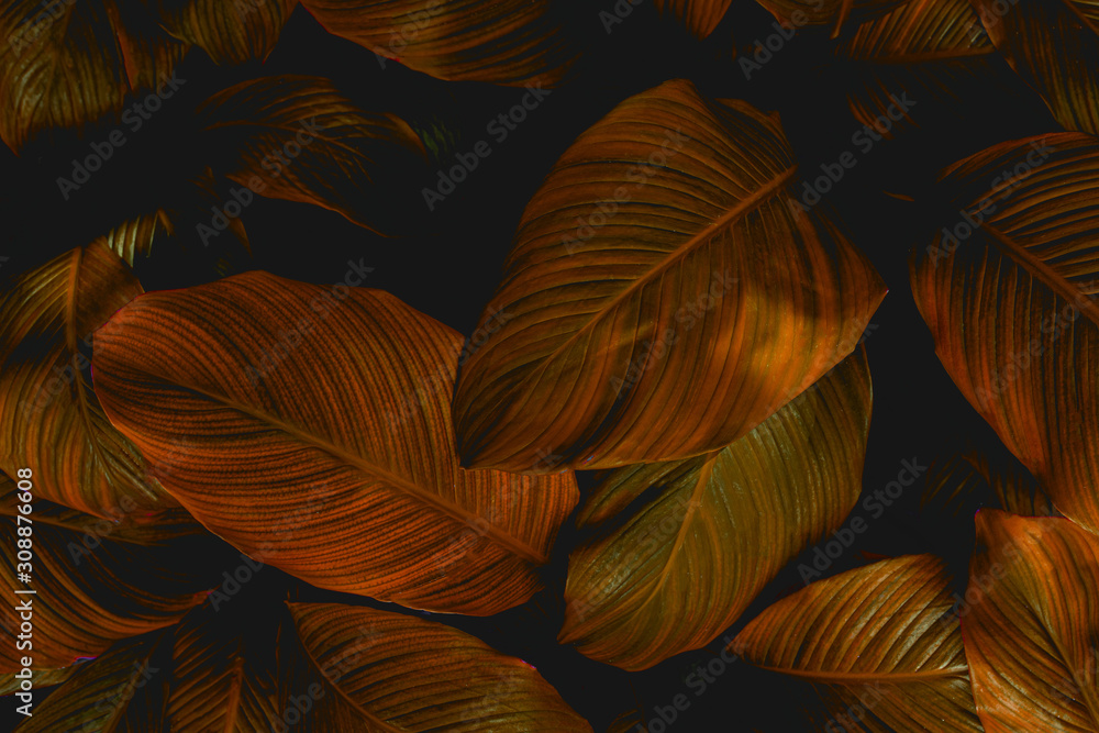 Fototapeta premium leaves of Spathiphyllum cannifolium, abstract colorful texture, nature background, tropical leaf