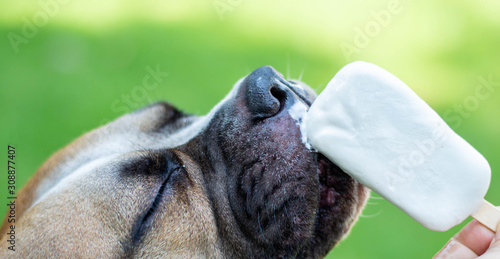 portrait of dog eat icream