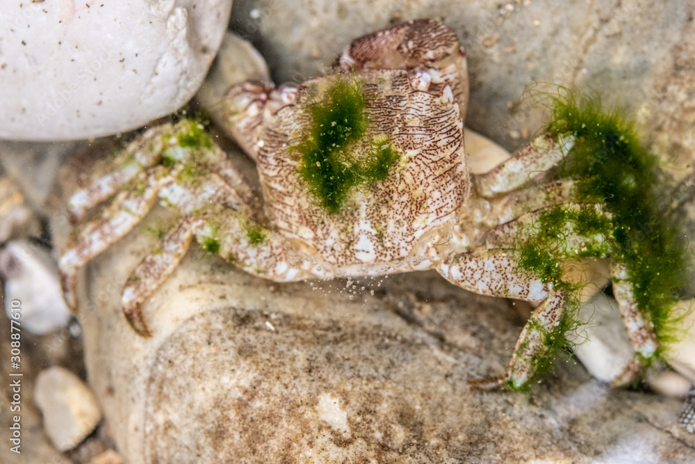 Small crab hiding between stones in shallow water Small crab hiding between stones in shallow water