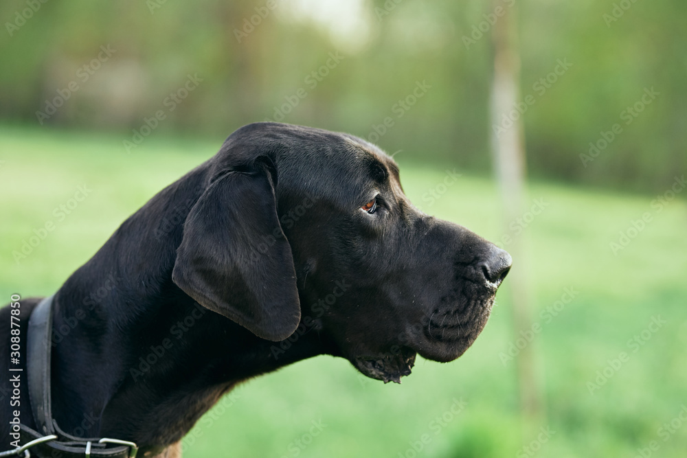 portrait of a dog