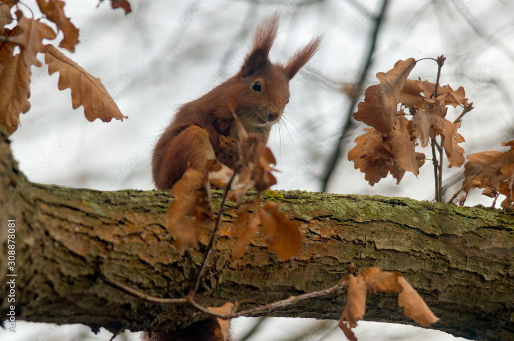 pretty red squirrel says hello in the forest pretty red squirrel says hello in the forest