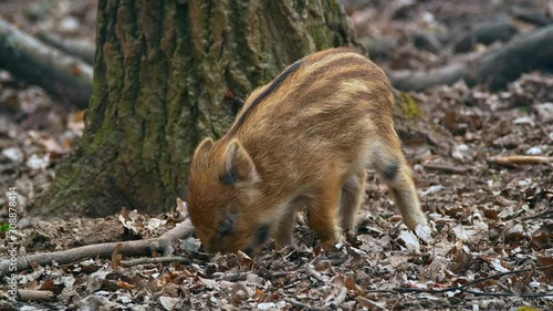 Wild boar piglets foraging for food