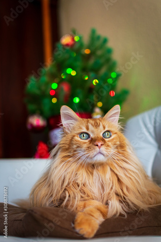 Beautiful head portrait of a lying and relaxed cat with blurred Christmas tree