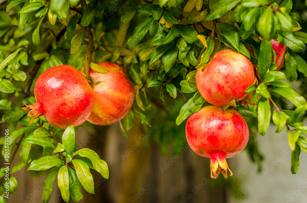 Pomegranate fruits ready to harvest Pomegranate fruits ready to harvest